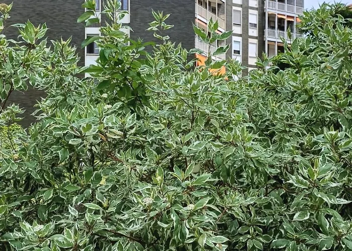 Le Jardin Secret מילאנו